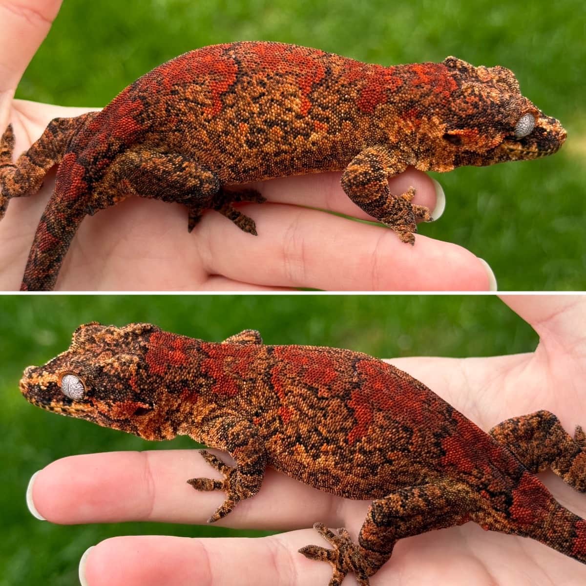 Snapdragon