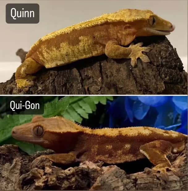 2022 gecko pairing
