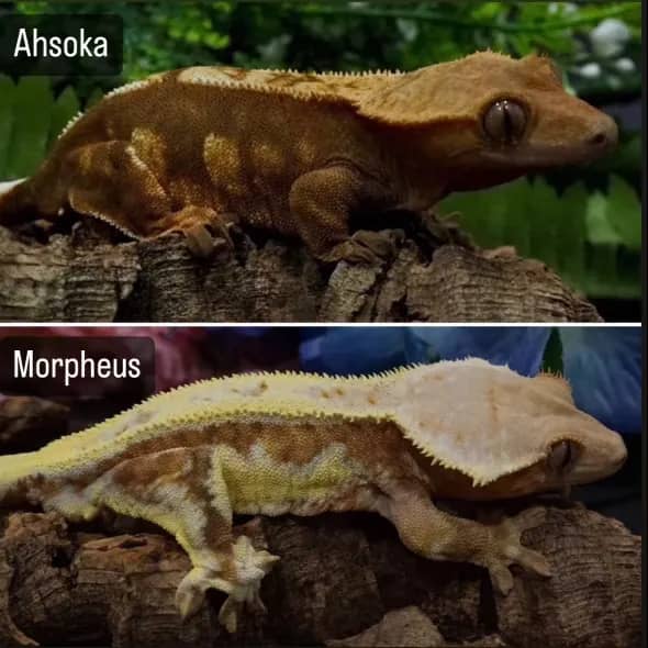 Ahsoka and Morpheus gecko pairing