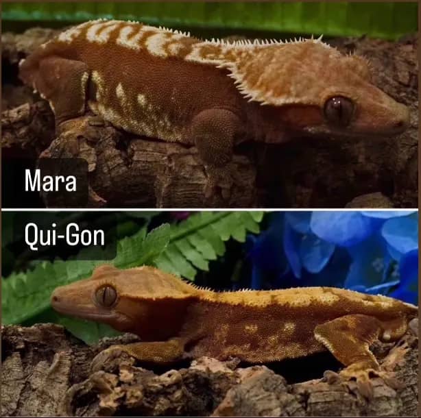 Mara and Qui-Gon gecko pairing