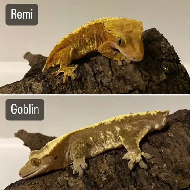 Remix and Goblin gecko pairing