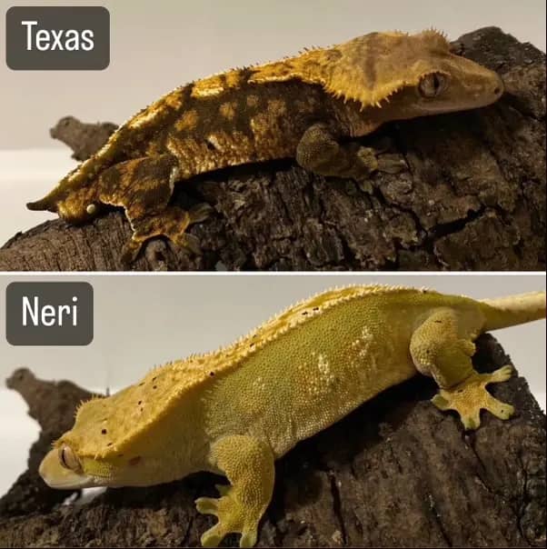 Texas and Neri gecko pairing
