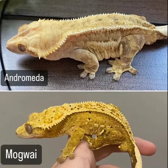 Andromeda and Mogwai gecko pairing