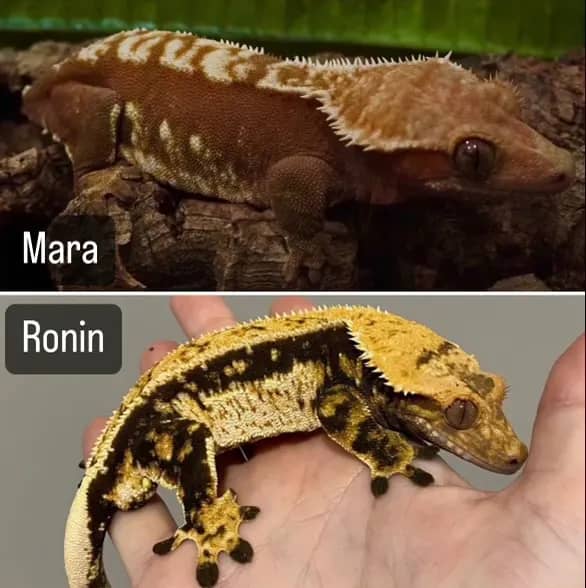 Mara and Ronin gecko pairing