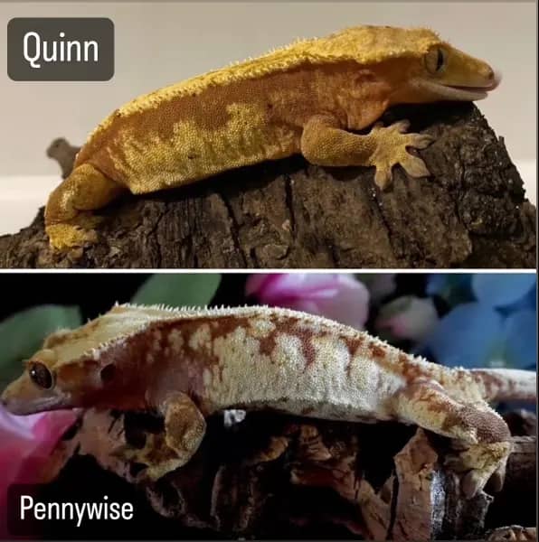 Quinn and Pennywise gecko pairing