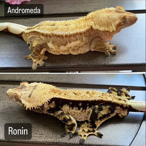 Andromeda and Ronin gecko pairing