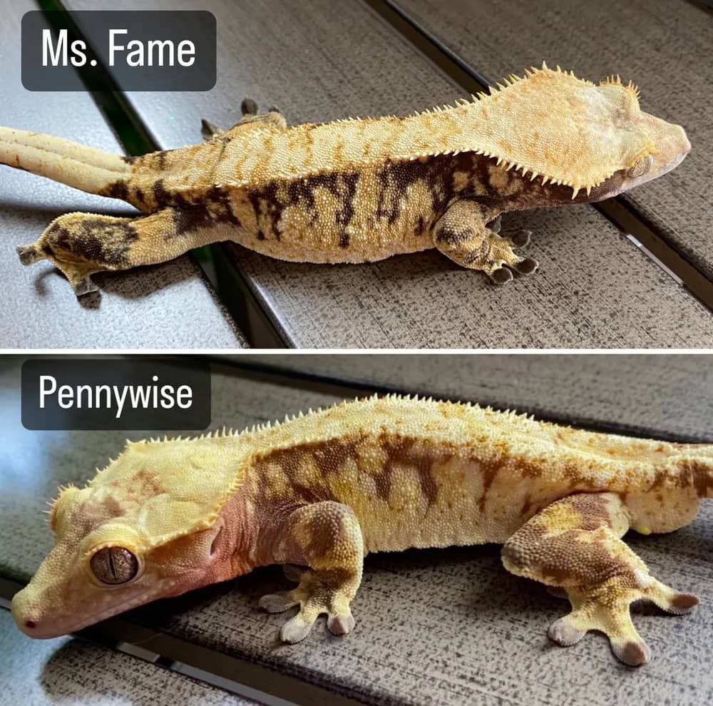 Fame and Pen gecko pairing