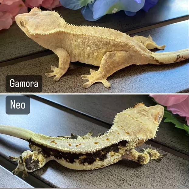 Gamora and Neo gecko pairing