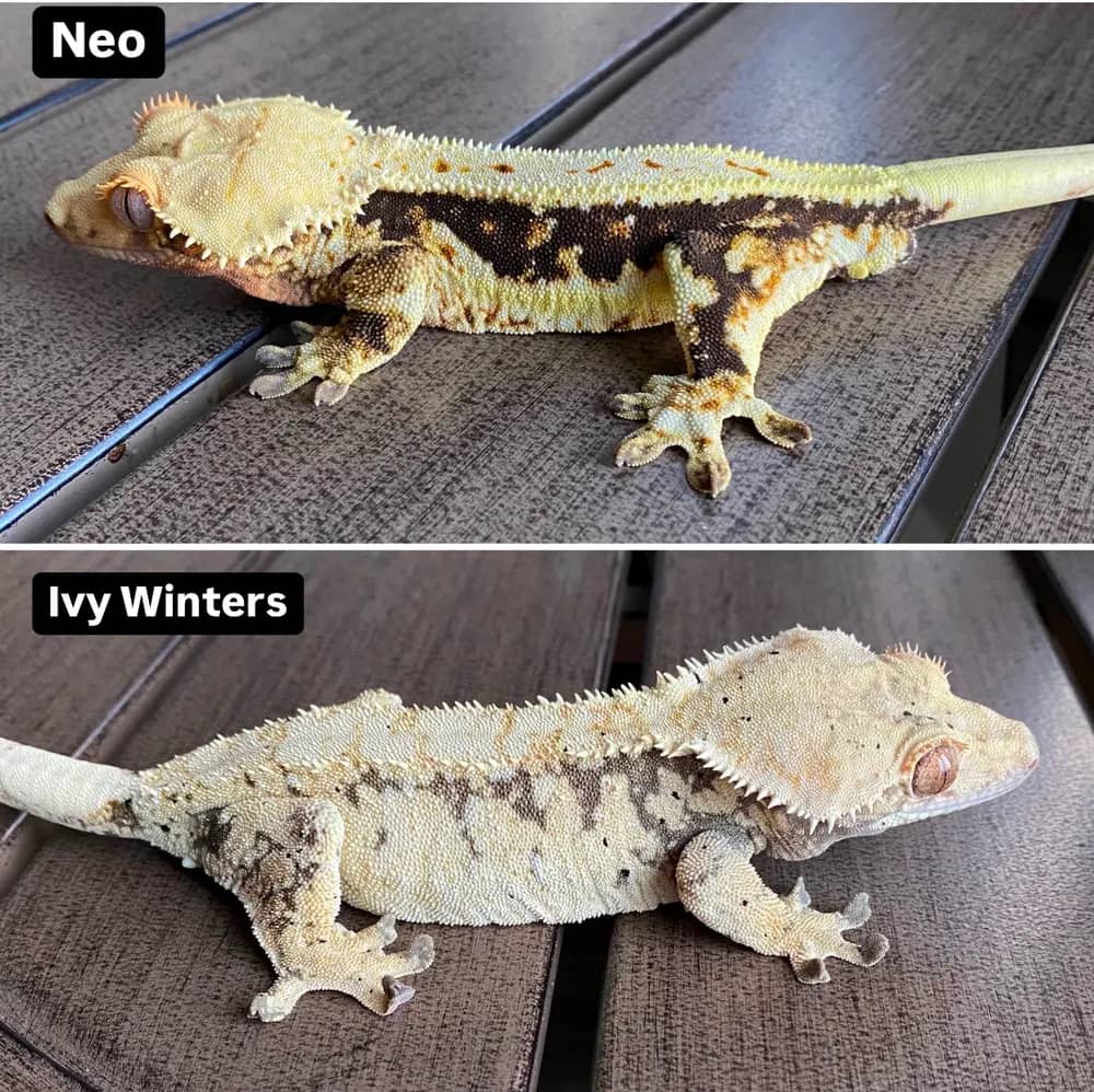 Neo and Ivy Winters gecko pairing