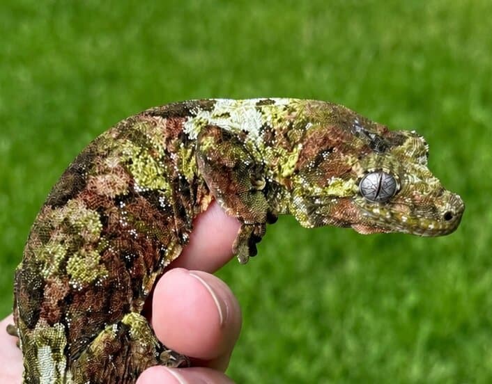 Female Chahoua Gecko