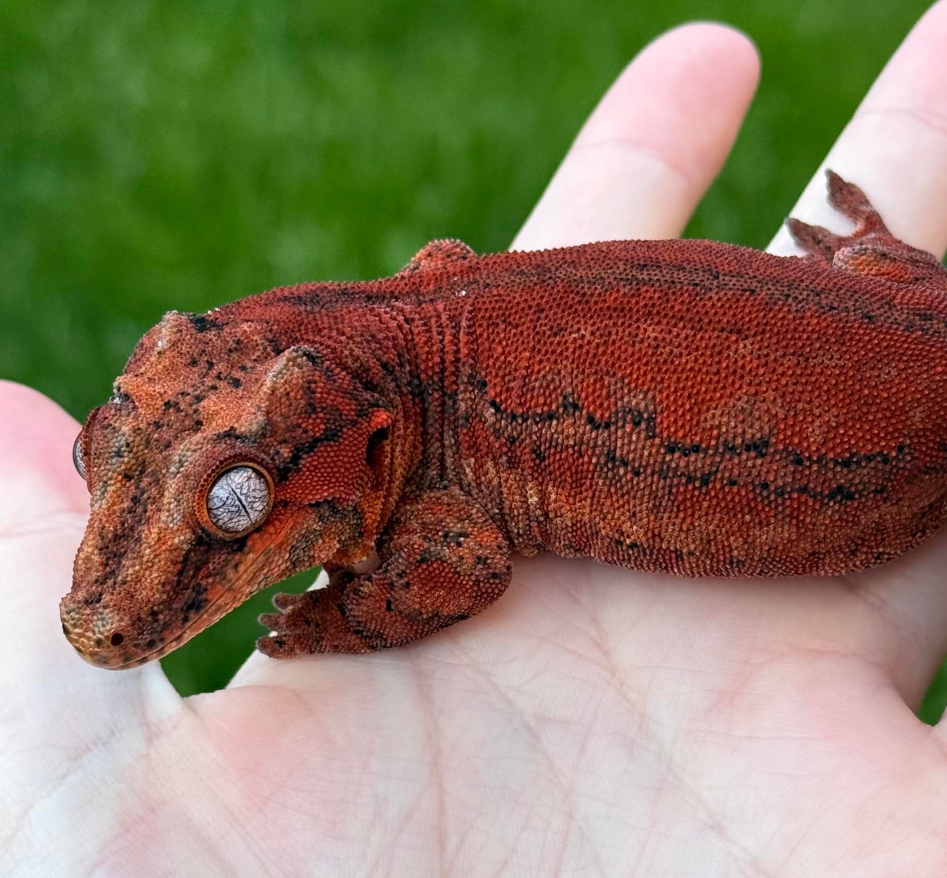Female Gargoyle Gecko