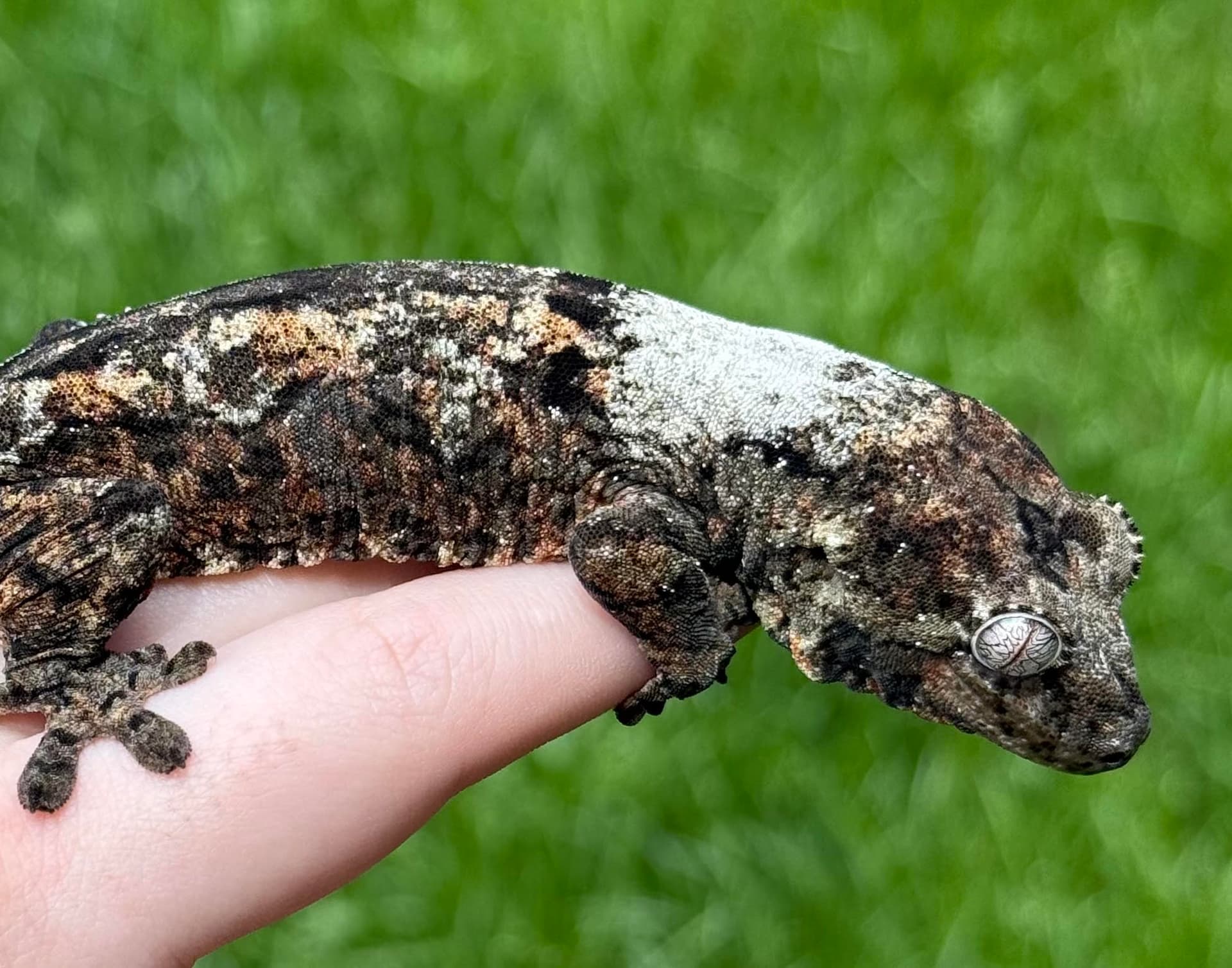 Male Chahoua Gecko