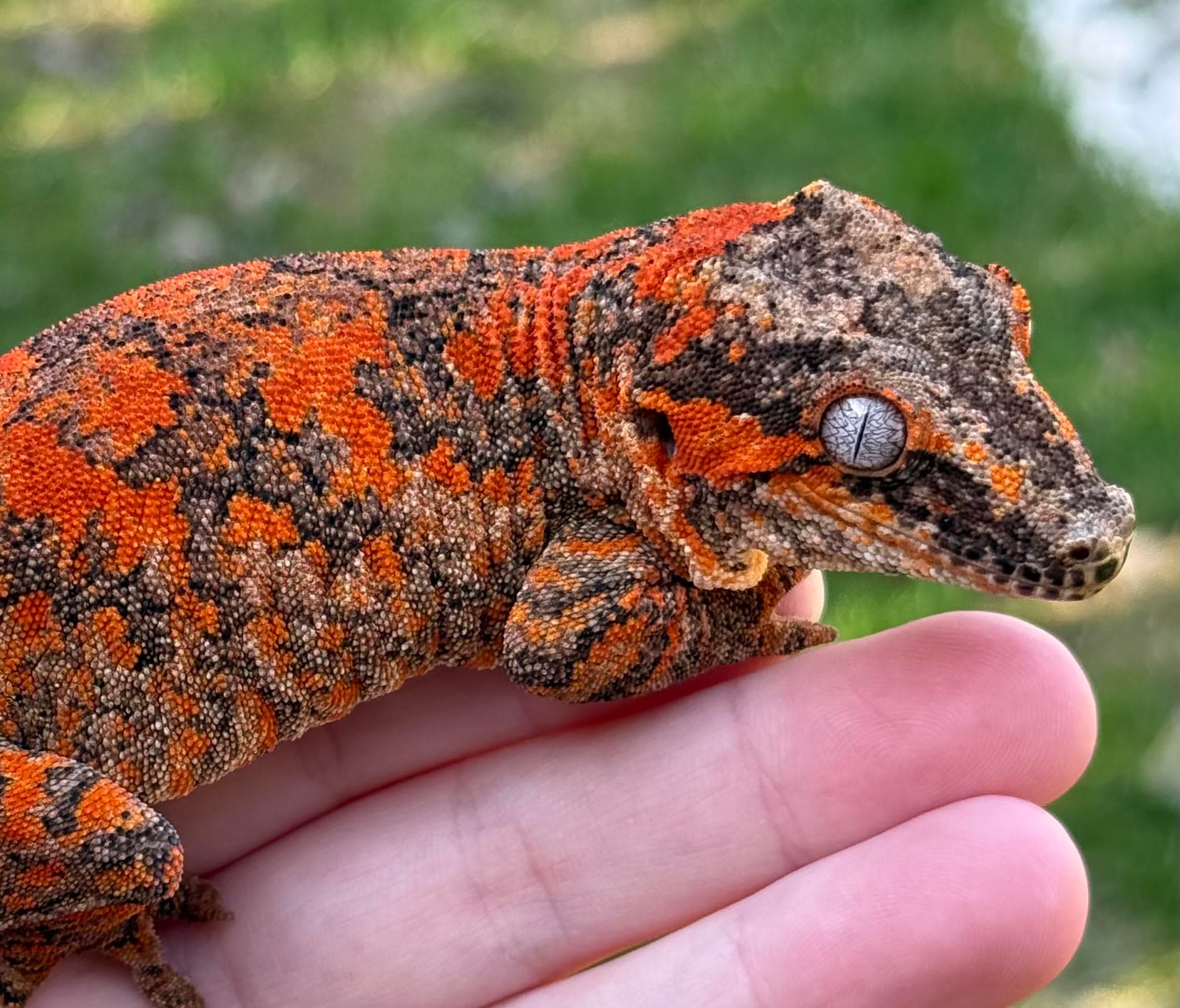 Male Gargoyle Gecko