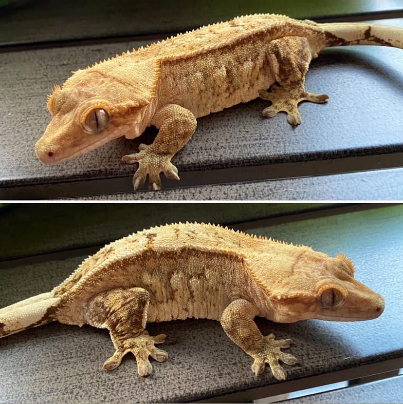 Male Crested Geckos