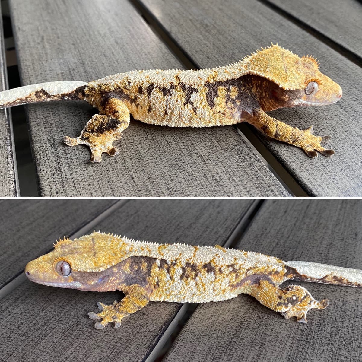 Fondue (NO LONGER OWN)