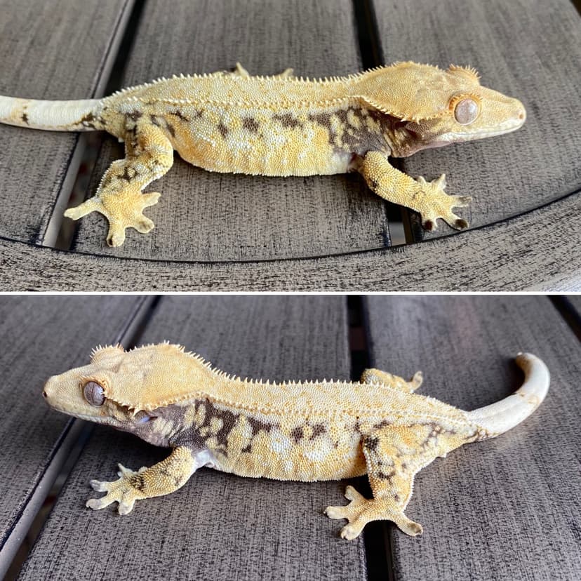 Envy (NO LONGER OWN)