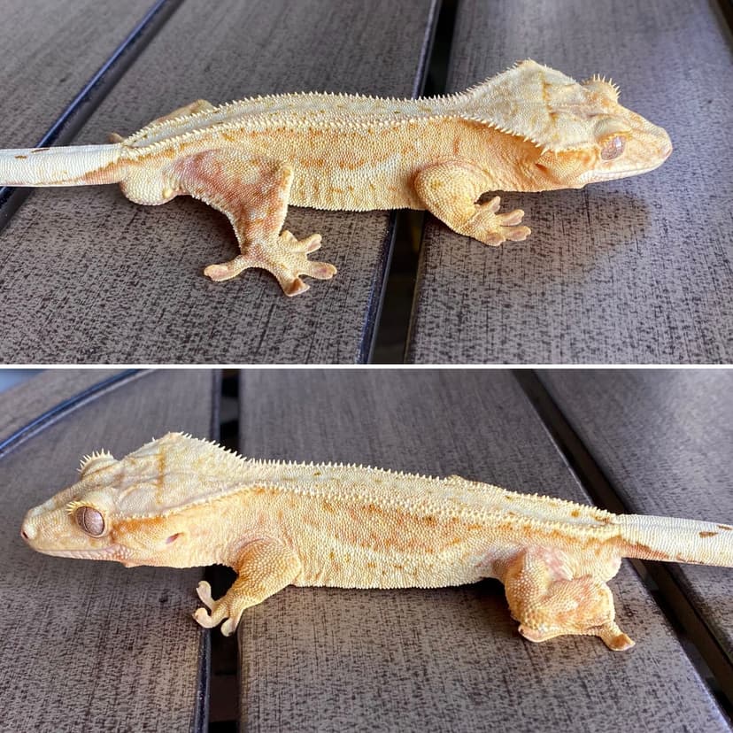 Turtle (NO LONGER OWN)