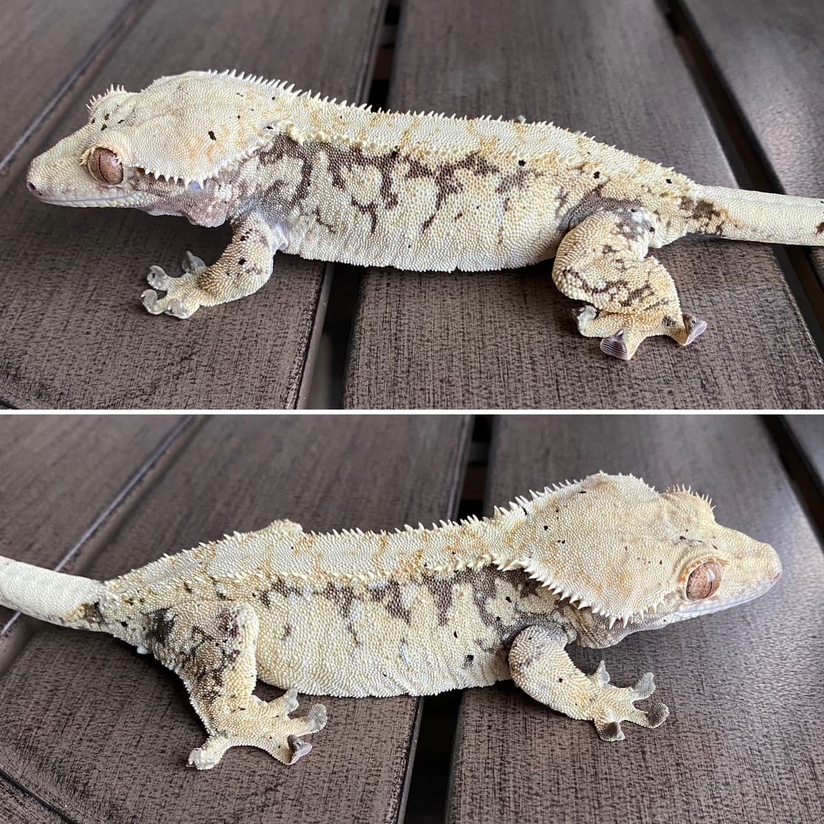 Ivy Winters (NO LONGER OWN)