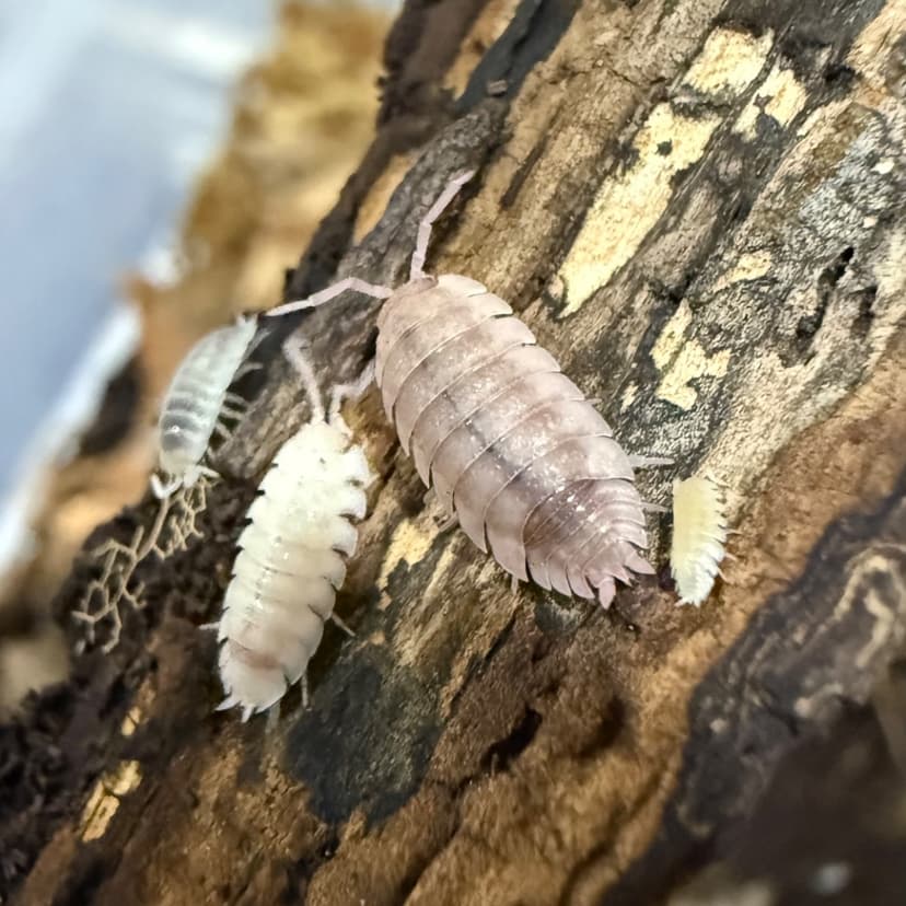 Porcellio Scaber Pink Ghost