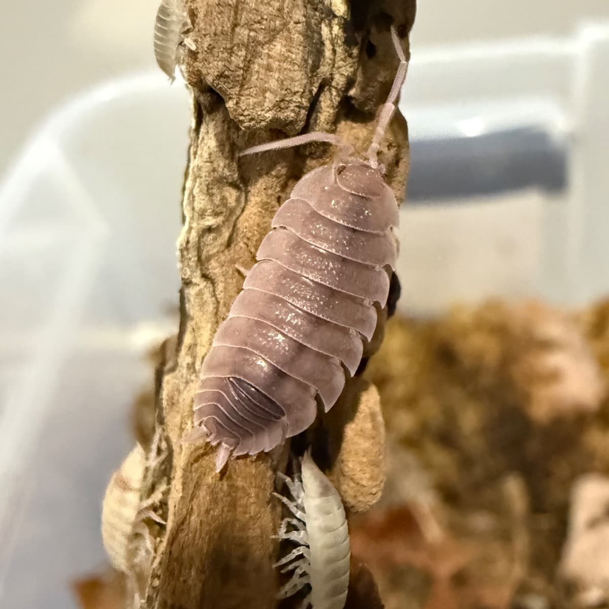 Porcellio Scaber Pink Ghost, adjacent image