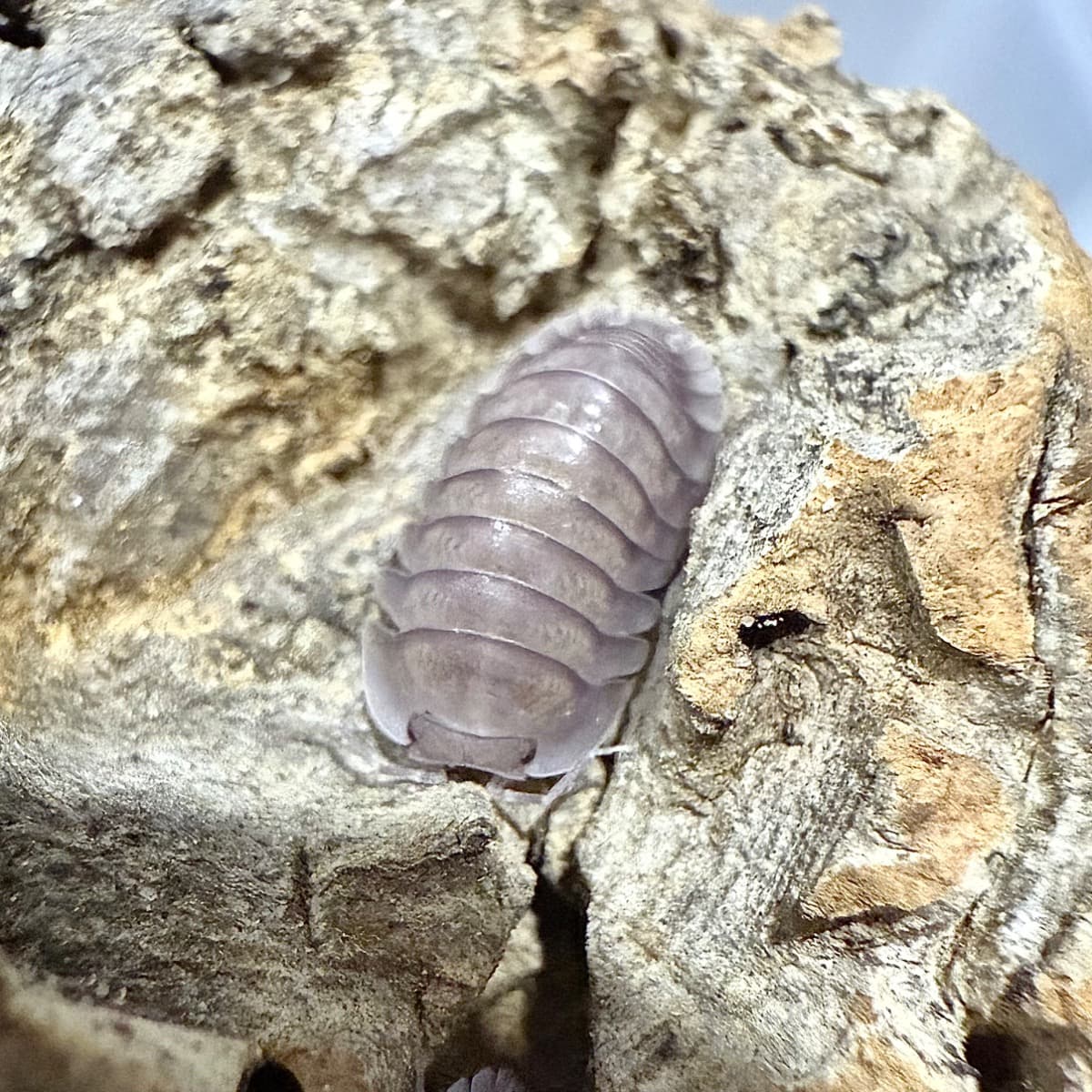 Cubaris sp. Purple Ghost