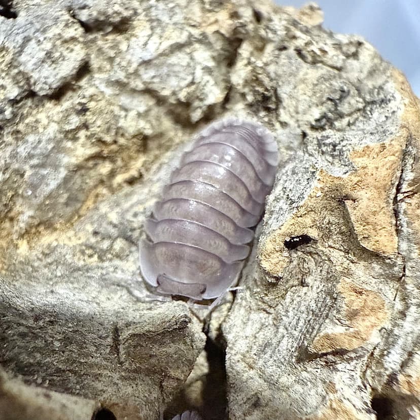 Cubaris sp. Purple Ghost