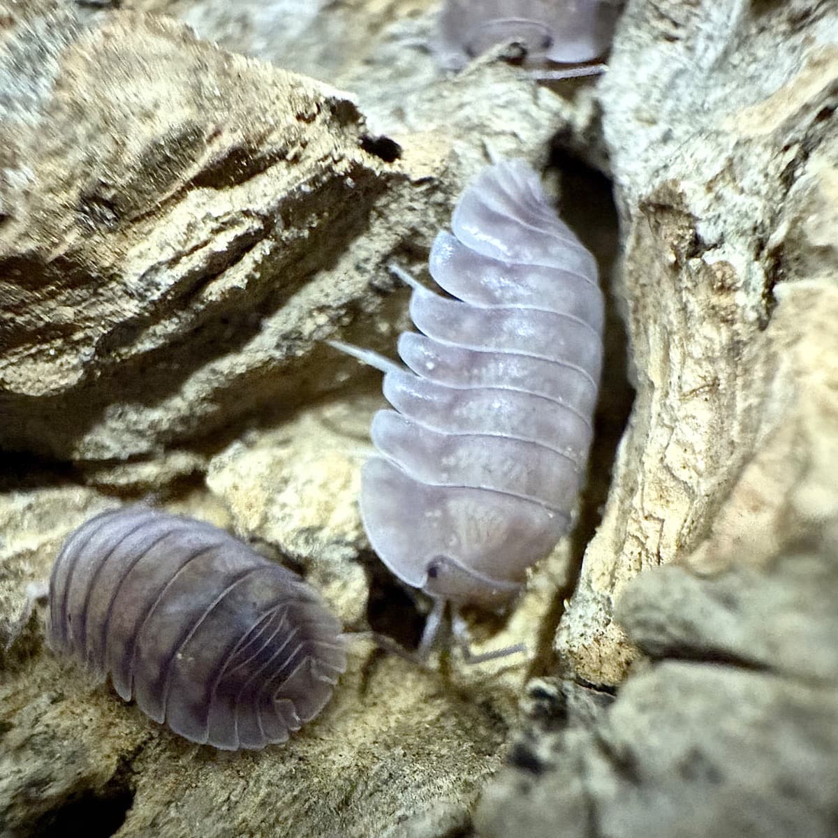Cubaris sp. Purple Ghost, adjacent image