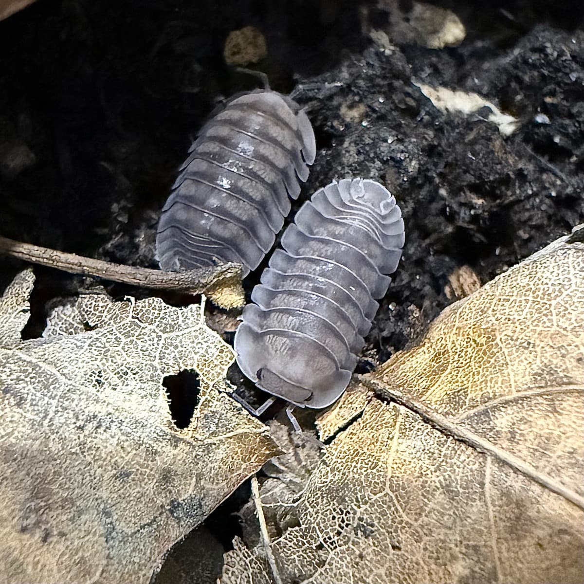 Cubaris sp. Blue Pigeon , adjacent image