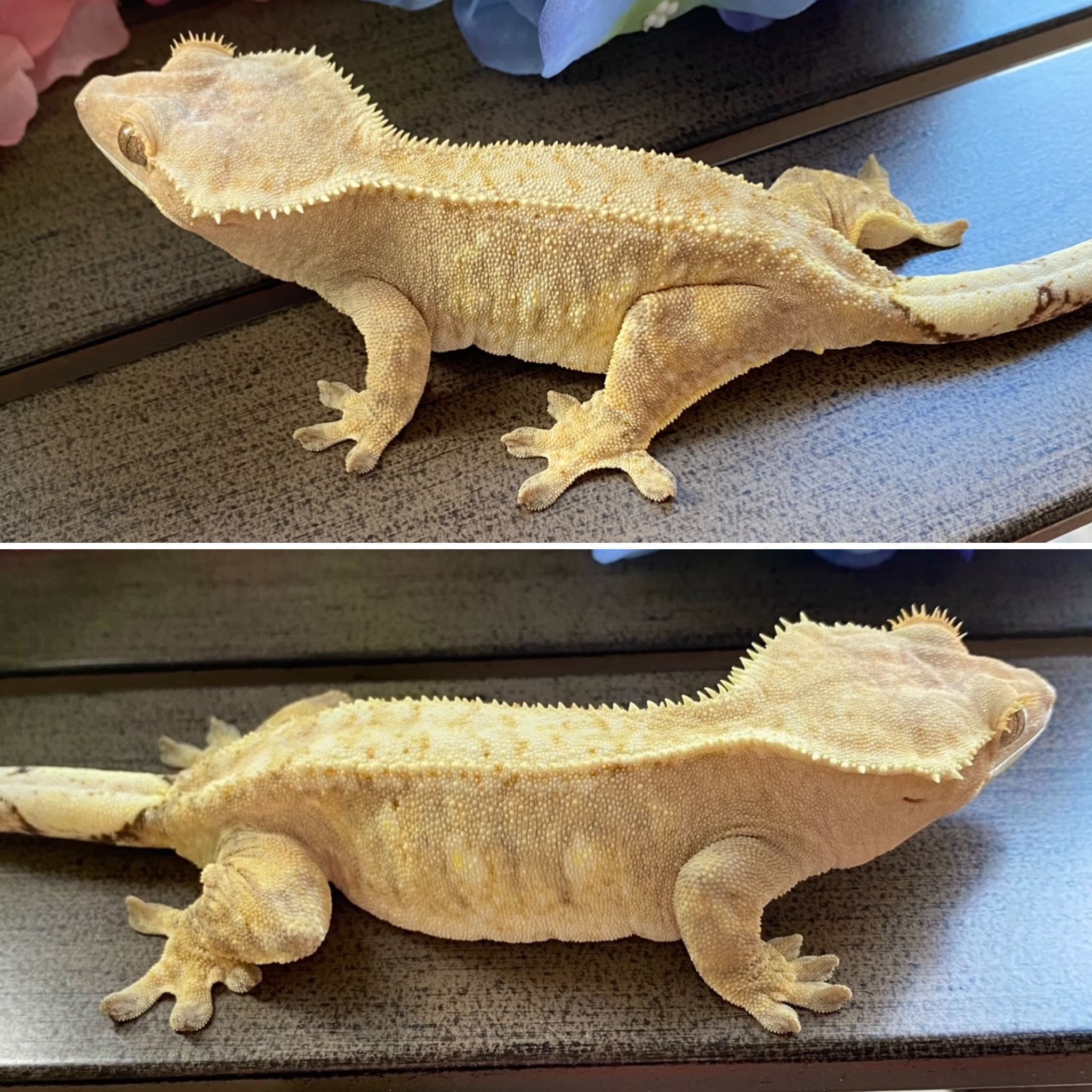 Gamora (NO LONGER OWN)